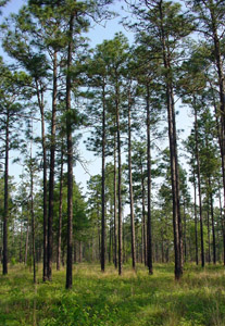 Longleaf pine trees in forest